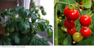 Cómo hacer varios semilleros con diferentes envases reciclados, para tener tu huerta en casa