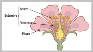 partes de una flor