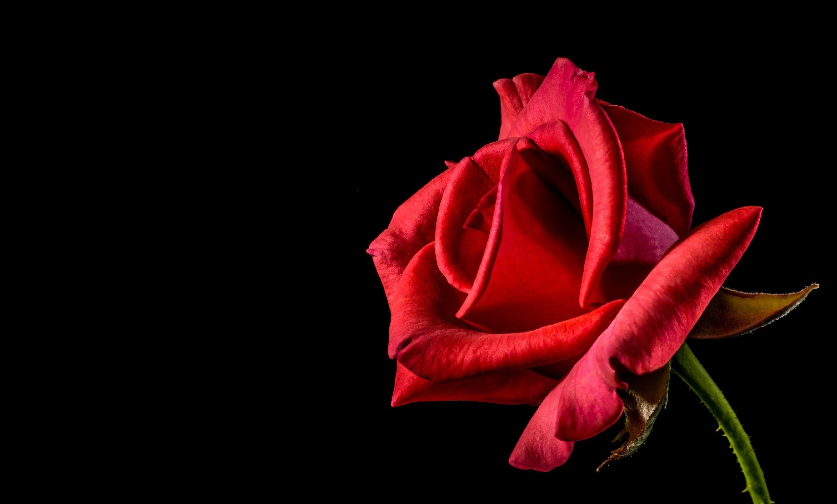 Como hacer una Rosa como la de la Bella y la Bestia - Crear y Reciclar