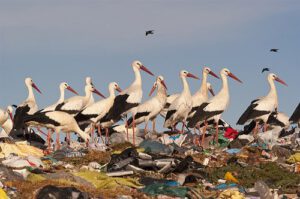 El reciclaje de materiales se ha convertido en un pilar fundamental para la sostenibilidad en todo el mundo. Uno de los enfoques más recientes es el reciclaje químico de siliconas, un proceso innovador que permite recuperar y reutilizar estos materiales complejos que antes terminaban en vertederos.