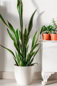 Diseñar el santuario perfecto en el hogar se ha convertido en la máxima prioridad de diseño interior, empezando por la elección del tipo de colchón, los materiales de los muebles y los textiles, para quienes buscan espacios que promuevan la desconexión tecnológica y el bienestar mental.